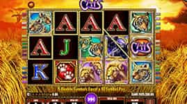 Cats Feature